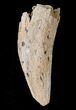 Partial Ornithomimus Foot Claw - Montana #14734-1
